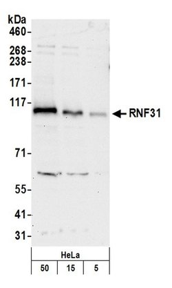 RNF31 Polyclonal Antibody, Bethyl Laboratories:Antibodies:Primary Antibodies