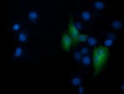 RNF39 Mouse anti-Human, Clone: OTI4D3, lyophilized, TrueMAB 100 &mu;g;