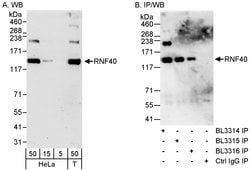 RNF40 Rabbit anti-Human, Polyclonal, Bethyl Laboratories 100 &mu;L; Unconjugated:Antibodies,