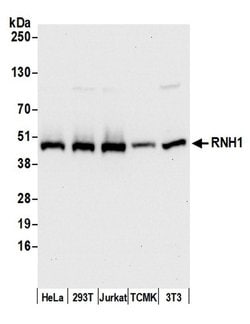 RNH1 Polyclonal Antibody, Bethyl Laboratories:Antibodies:Primary Antibodies