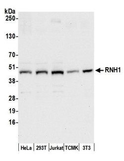 RNH1 Polyclonal Antibody, Bethyl Laboratories 20 &mu;l; Unlabeled:Antibodies,