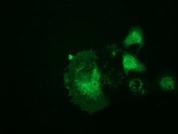 RNH1 Monoclonal Antibody (OTI4G4), TrueMAB , OriGene 100 &mu;L; Unconjugated:Antibodies,
