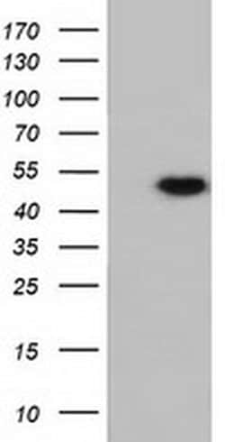 RNH1 Monoclonal Antibody (OTI4G4), TrueMAB , OriGene 100 &mu;L; Unconjugated:Antibodies,