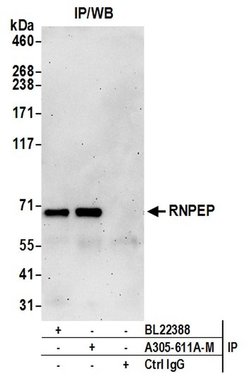 RNPEP Polyclonal Antibody, Bethyl Laboratories:Antibodies:Primary Antibodies
