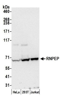 RNPEP Polyclonal Antibody, Bethyl Laboratories 20 &mu;L; Unconjugated:Antibodies,