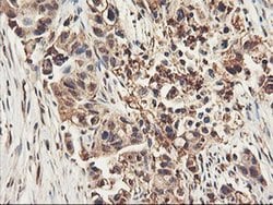 RNPEP Monoclonal Antibody (OTI3B5), TrueMAB , OriGene:Antibodies:Primary