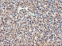 RNPEP Monoclonal Antibody (OTI3B5), TrueMAB , OriGene 100 &mu;L; Unconjugated:Antibodies,