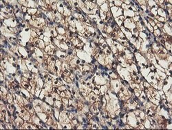 RNPEP Monoclonal Antibody (OTI3B5), TrueMAB , OriGene 100 &mu;L; Unconjugated:Antibodies,