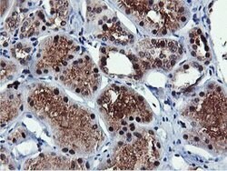 RNPEP Mouse anti-Human, Clone: OTI2G3, lyophilized, TrueMAB 100 &mu;g | Buy Online | OriGene | Fisher Scientific