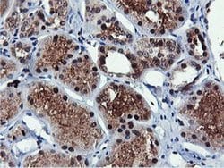 RNPEP Monoclonal Antibody (OTI2G3), TrueMAB , OriGene:Antibodies:Primary