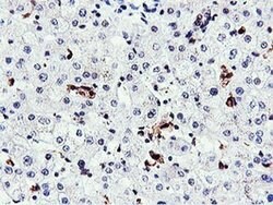 RNPEP Monoclonal Antibody (OTI2G3), TrueMAB , OriGene 100 &mu;L; Unconjugated:Antibodies,