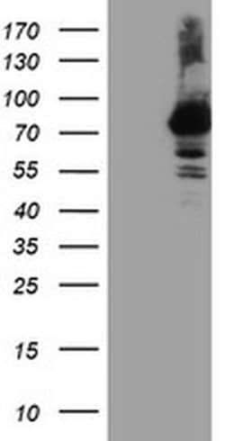 RNPEP Monoclonal Antibody (OTI3B5), TrueMAB , OriGene:Antibodies:Primary