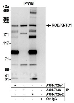 ROD/KNTC1 Rabbit anti-Human, Polyclonal, Bethyl Laboratories 100 &mu;L;
