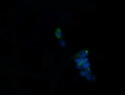 ROMO1 Mouse anti-Human, Clone: OTI5G8, lyophilized, TrueMAB 100 &mu;g;