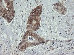 ROMO1 Mouse anti-Human, Clone: OTI2C12, liquid, TrueMAB 100 &mu;L; Unconjugated:Antibodies,