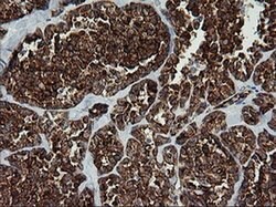 ROMO1 Mouse anti-Human, Clone: OTI1G4, liquid, TrueMAB 100 &mu;L; Unconjugated:Antibodies,