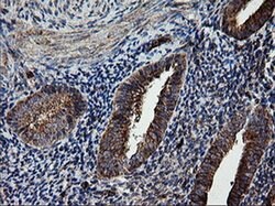 ROMO1 Mouse anti-Human, Clone: OTI1G4, liquid, TrueMAB 100 &mu;L; Unconjugated:Antibodies,