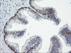 ROMO1 Mouse anti-Human, Clone: OTI1G4, liquid, TrueMAB 100 &mu;L; Unconjugated:Antibodies,