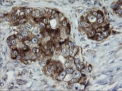 ROMO1 Mouse anti-Human, Clone: OTI1G4, liquid, TrueMAB 100 &mu;L; Unconjugated:Antibodies,
