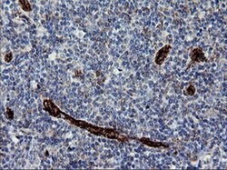 ROMO1 Mouse anti-Human, Clone: OTI1G4, liquid, TrueMAB 100 &mu;L; Unconjugated:Antibodies,