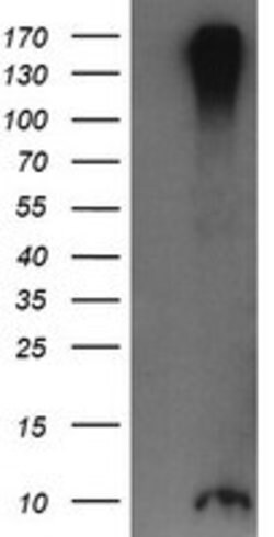 ROMO1 Mouse anti-Human, Clone: OTI2C12, lyophilized, TrueMAB 100 &mu;g | Buy Online | Origene Technologies | Fisher Scientific