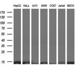 ROMO1 Mouse anti-Human, Clone: OTI2C12, liquid, TrueMAB 100 &mu;L; Unconjugated:Antibodies,