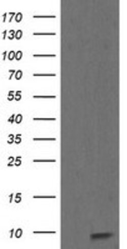 ROMO1 Mouse anti-Human, Clone: OTI5G8, lyophilized, TrueMAB 100 &mu;g;