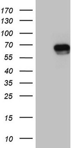RORC Monoclonal Antibody (OTI3C9), TrueMAB , OriGene 100 &mu;L; Unconjugated:Antibodies,
