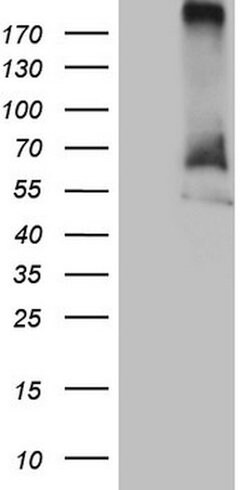 RORC Mouse anti-Human, Clone: OTI1G3, lyophilized, TrueMAB 100 &mu;g; Unconjugated:Antibodies,