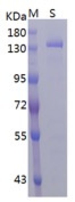 Invitrogen SARS-CoV-2 Spike Protein (S1/S2) (aa14-1213), His Tag Recombinant Protein 1 mg | Buy Online | Invitrogen&trade; | Fisher Scientific