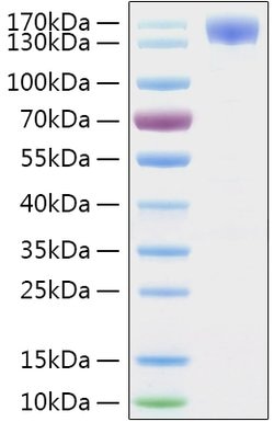 Invitrogen&trade;&nbsp;SARS-CoV-2 Spike Protein S1 (aa11-682), hFc-His Tag Recombinant Protein