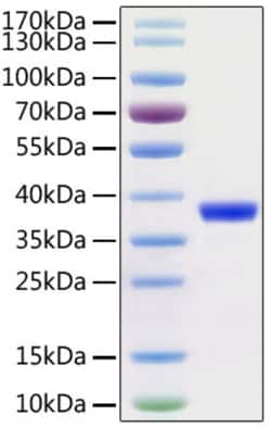 Invitrogen SARS-COV-2 3CL Protease (aa1-306), His and Avi Tag Recombinant