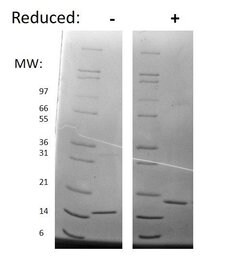 Invitrogen Mouse SCF, AOF Recombinant Protein:Proteínas recombinantes