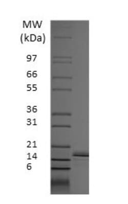 Invitrogen Rat CCL2 (MCP-1), AOF Recombinant Protein 500 &mu;g | Buy Online | Invitrogen&trade; | Fisher Scientific