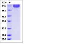 Invitrogen Human B7-H3 (CD276) Fc Chimera Recombinant Protein 1 mg | Buy Online | Invitrogen&trade; | Fisher Scientific