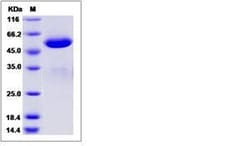 Invitrogen Human BTN3A3 Fc Chimera Recombinant Protein 1 mg | Buy Online | Invitrogen&trade; | Fisher Scientific