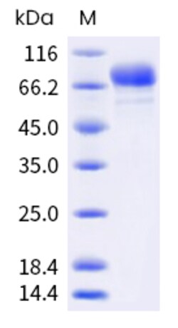 Invitrogen Human Siglec-3 (CD33) Fc Chimera Recombinant Protein 1 mg | Buy Online | Invitrogen&trade; | Fisher Scientific