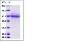 Invitrogen Human CD3 epsilon Fc Chimera Recombinant Protein 500 &mu;g | Buy Online | Invitrogen&trade; | Fisher Scientific