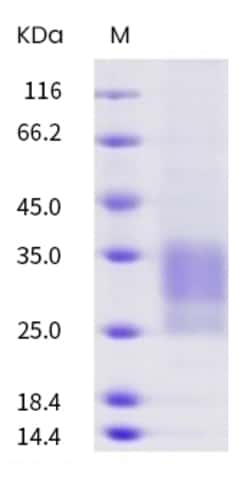 Invitrogen Human CD79 (CD79a/CD79b Heterodimer) His-Flag Tag Recombinant Protein 100 &mu;g | Buy Online | Invitrogen&trade; | Fisher Scientific