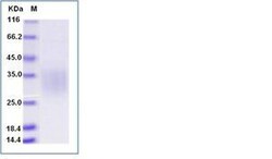 Invitrogen Human CD79a His-tag Recombinant Protein 1 mg | Buy Online | Invitrogen&trade; | Fisher Scientific