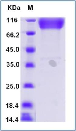 Invitrogen Human ICAM-1 (CD54) Fc Chimera Recombinant Protein 100 &mu;g | Buy Online | Invitrogen&trade; | Fisher Scientific