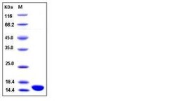 Invitrogen Human ISG15 Recombinant Protein 1 mg | Buy Online | Invitrogen&trade; | Fisher Scientific
