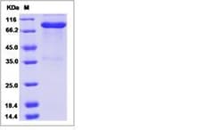 Invitrogen Human LAG-3 (CD223) Fc Chimera Recombinant Protein 500 &mu;g | Buy Online | Invitrogen&trade; | Fisher Scientific