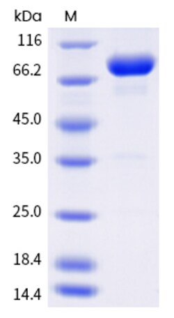 Invitrogen Human LAG-3 (CD223) Fc Chimera Recombinant Protein 50 &mu;g | Buy Online | Invitrogen&trade; | Fisher Scientific