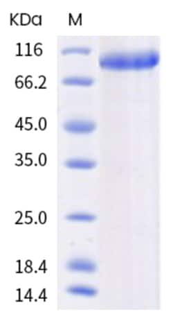 Invitrogen Human LILRA2 (CD85h, ILT1) Fc Chimera Recombinant Protein 100 &mu;g | Buy Online | Invitrogen&trade; | Fisher Scientific