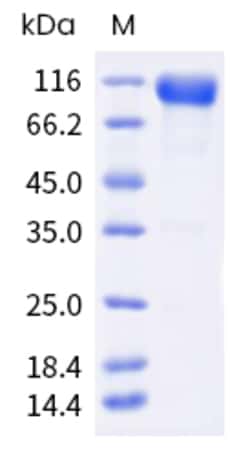 Invitrogen Human LILRB1 (CD85j, ILT2) Fc Chimera Recombinant Protein 50 &mu;g | Buy Online | Invitrogen&trade; | Fisher Scientific