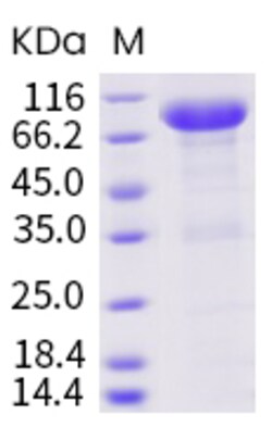 Invitrogen Human LILRB2 (CD85d, ILT4) Fc Chimera Recombinant Protein 100 &mu;g | Buy Online | Invitrogen&trade; | Fisher Scientific