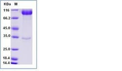 Invitrogen Human LILRB3 (CD85a, ILT5) Fc Chimera Recombinant Protein 1 mg | Buy Online | Invitrogen&trade; | Fisher Scientific