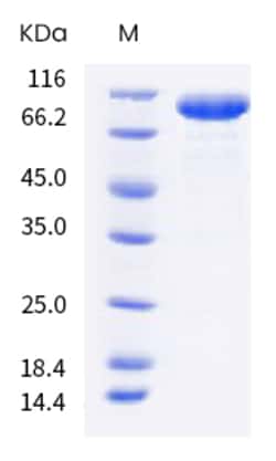Invitrogen Human LILRB5 (CD85c, LIR-8) Fc Chimera Recombinant Protein 1 mg | Buy Online | Invitrogen&trade; | Fisher Scientific