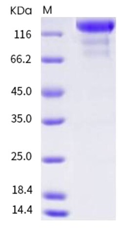Invitrogen Human VEGFR3 (Flt-4) Fc Chimera Recombinant Protein 1 mg | Buy Online | Invitrogen&trade; | Fisher Scientific